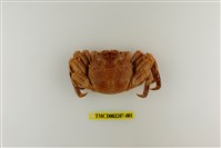 藏品(鱗形斜紋蟹)的圖片